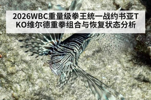 2026WBC重量级拳王统一战约书亚TKO维尔德重拳组合与恢复状态分析